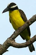 Boat-billed Flycatcher