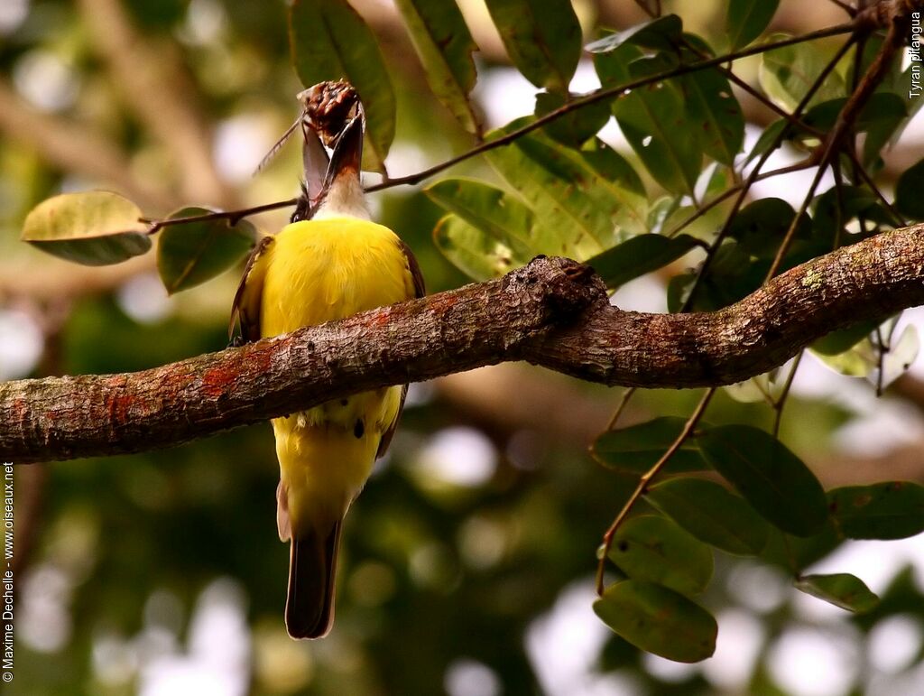 Boat-billed Flycatcher, feeding habits