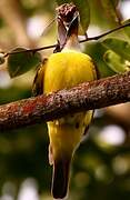 Boat-billed Flycatcher