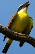 Boat-billed Flycatcher