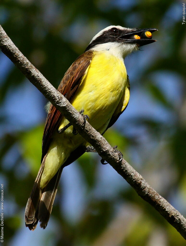 Great Kiskadee, feeding habits