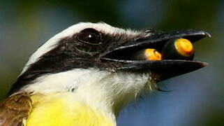 Great Kiskadee