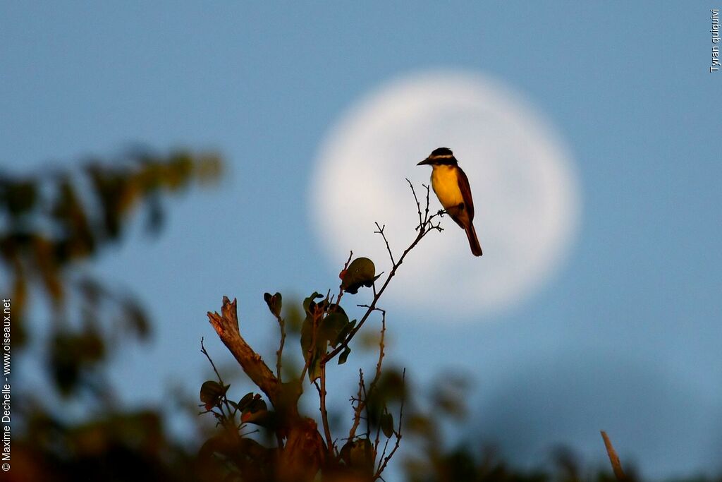 Great Kiskadee