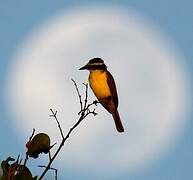 Great Kiskadee