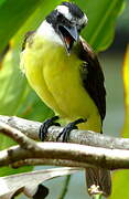 Great Kiskadee