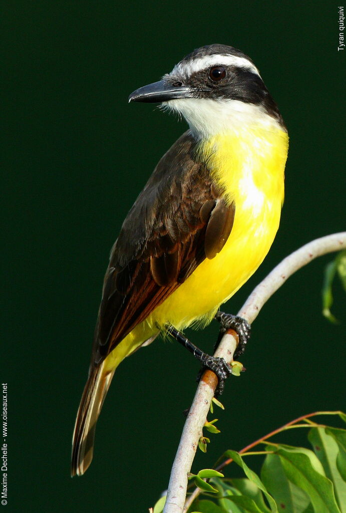 Great Kiskadee, identification