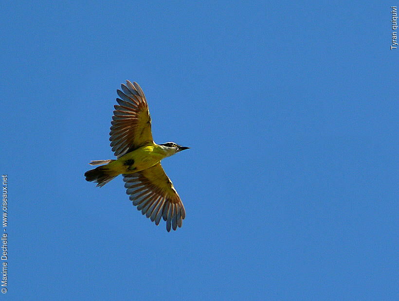 Great Kiskadee