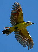 Great Kiskadee