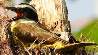 Great Kiskadee