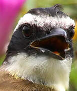 Great Kiskadee