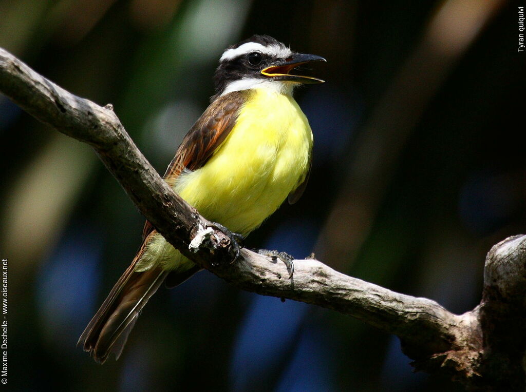 Great Kiskadeejuvenile, identification