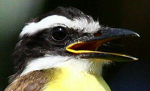 Great Kiskadee