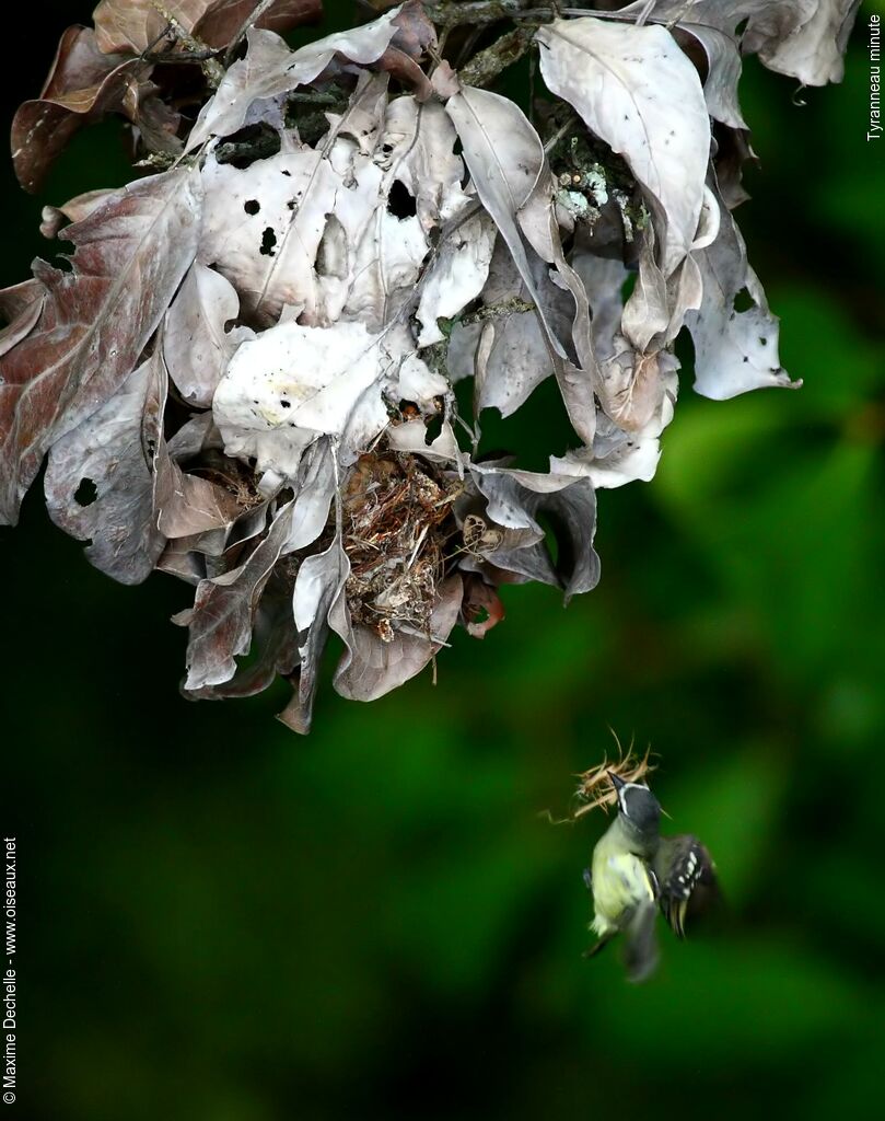 White-lored Tyrannulet, Flight, Reproduction-nesting