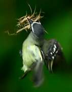 White-lored Tyrannulet