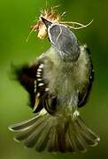 White-lored Tyrannulet