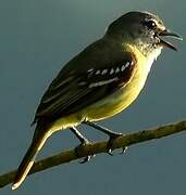 White-lored Tyrannulet