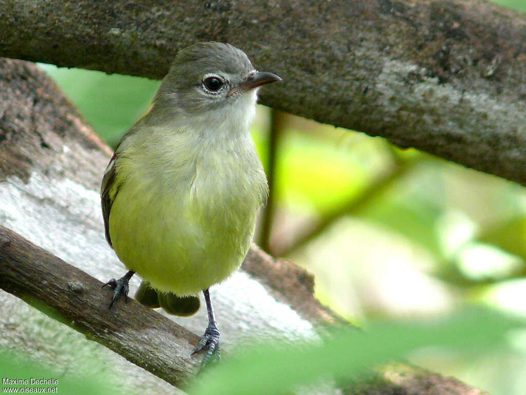 Southern Beardless Tyrannuletadult, identification