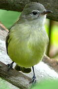 Southern Beardless Tyrannulet