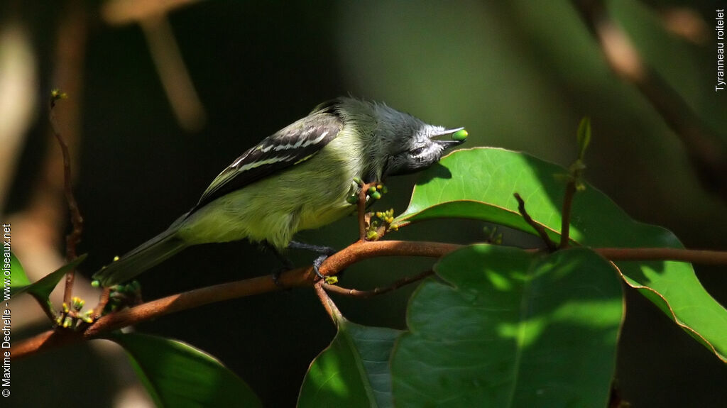 Yellow-crowned Tyrannulet, identification, feeding habits