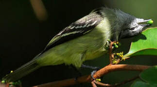 Yellow-crowned Tyrannulet