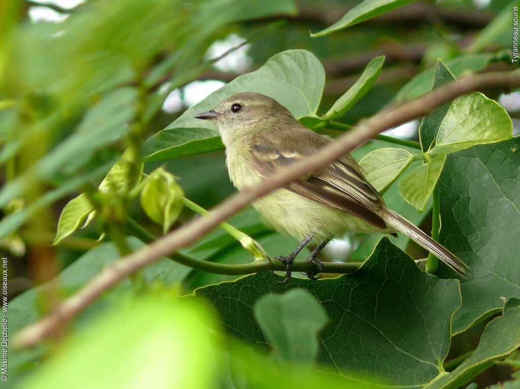 Mouse-colored Tyrannulet