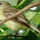 Tyranneau souris
