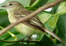 Mouse-colored Tyrannulet