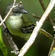 Guianan Tyrannulet