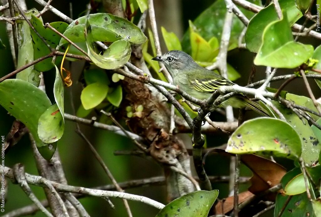 Tyranneau vif