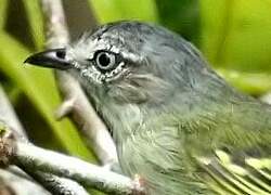 Guianan Tyrannulet