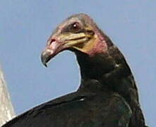 Lesser Yellow-headed Vulture