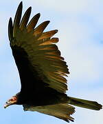 Lesser Yellow-headed Vulture