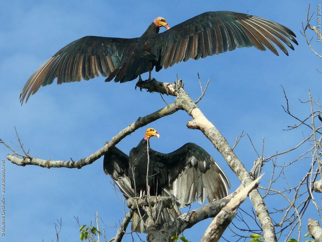 Lesser Yellow-headed Vulture