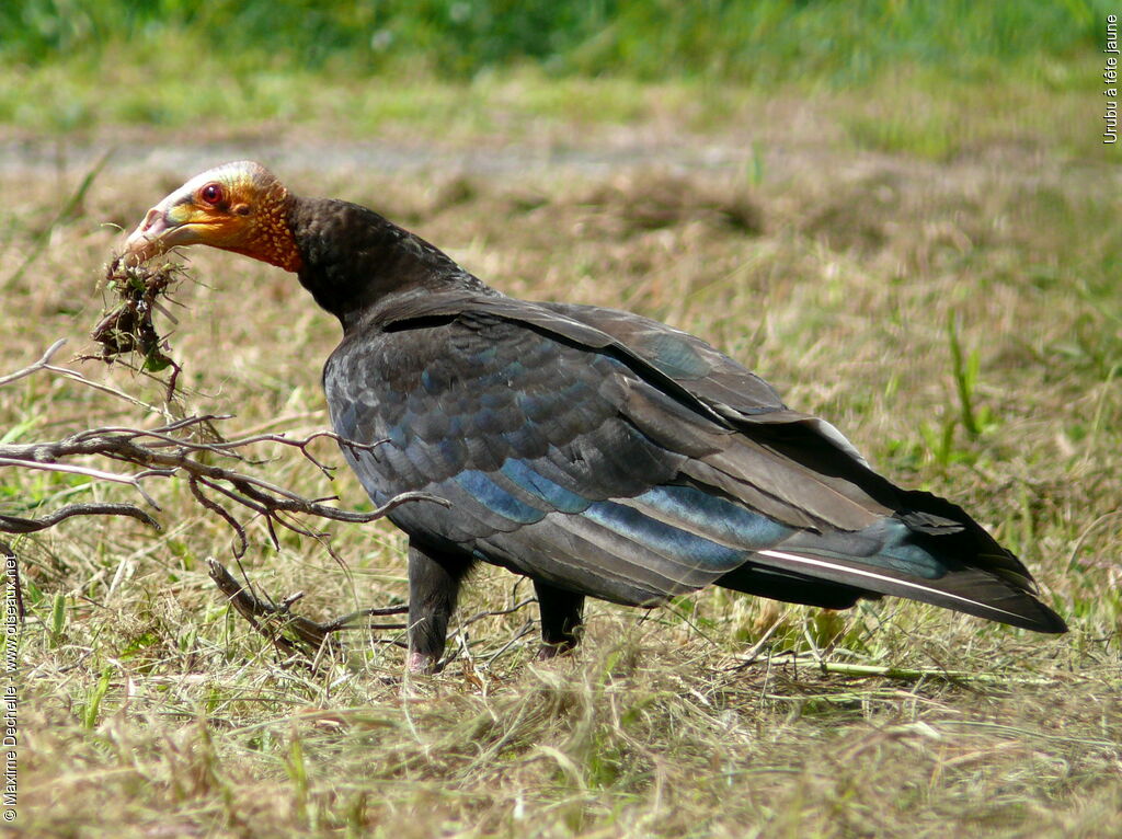 Lesser Yellow-headed Vulture, eats, Behaviour