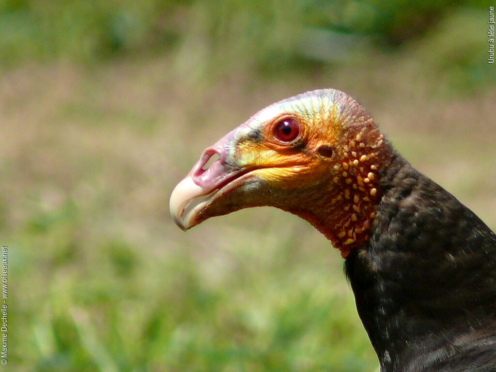 Lesser Yellow-headed Vulture