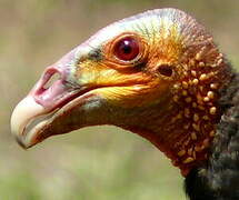 Lesser Yellow-headed Vulture