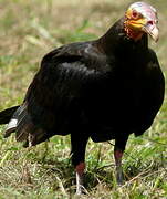 Lesser Yellow-headed Vulture