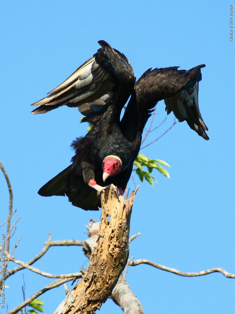 Turkey Vulture