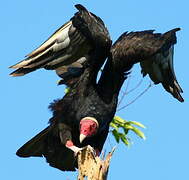 Turkey Vulture