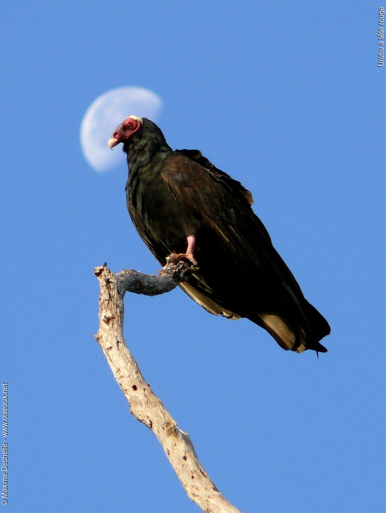 Urubu à tête rouge