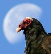 Turkey Vulture