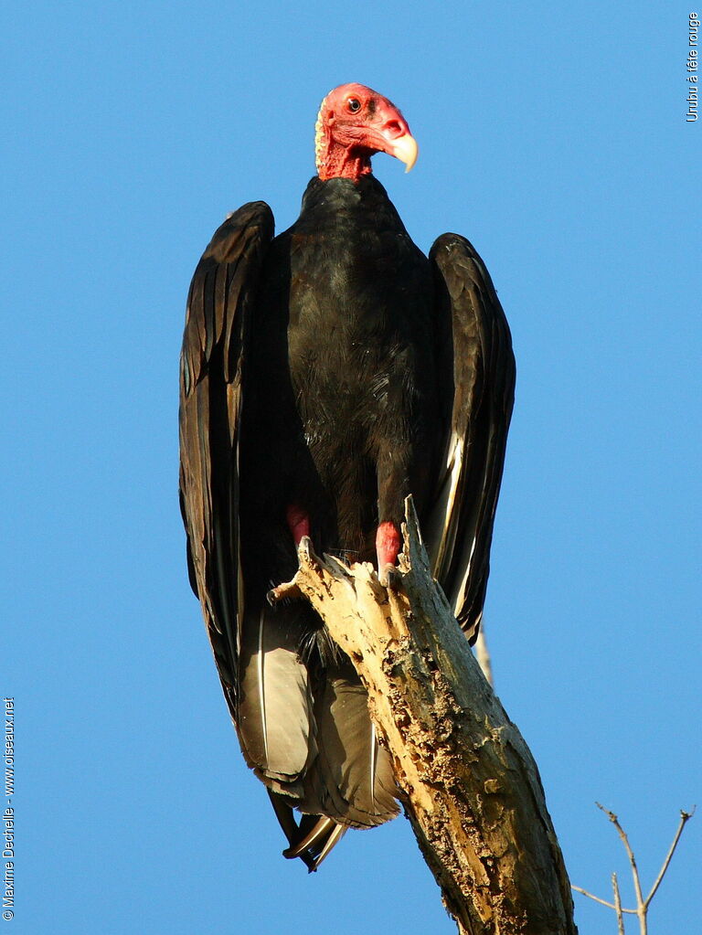 Turkey Vulture