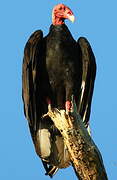 Turkey Vulture