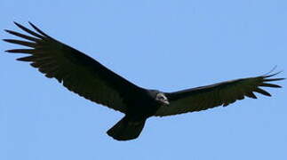 Turkey Vulture