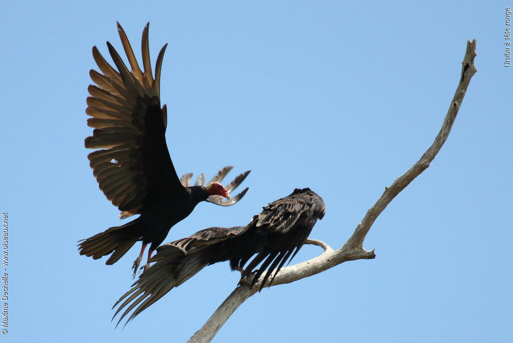 Turkey Vulture, Behaviour