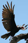 Turkey Vulture