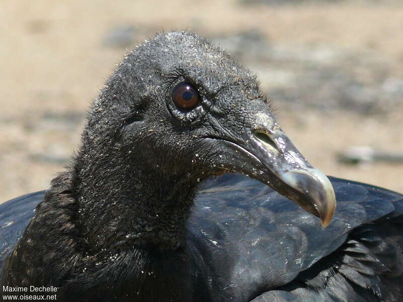 Black Vulturejuvenile, close-up portrait