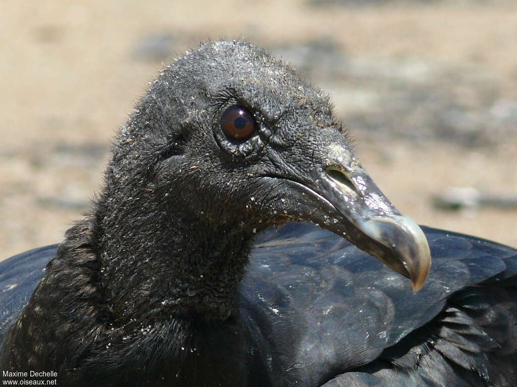 Black Vulturejuvenile, close-up portrait