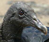 Black Vulture