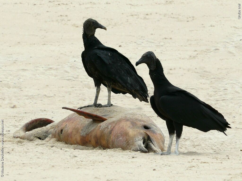 Black Vulture